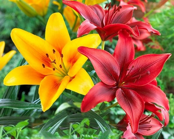 Hoa Ly là một trong những loại hoa được ưa chuộng trang trí nhà cửa vào dịp Tết