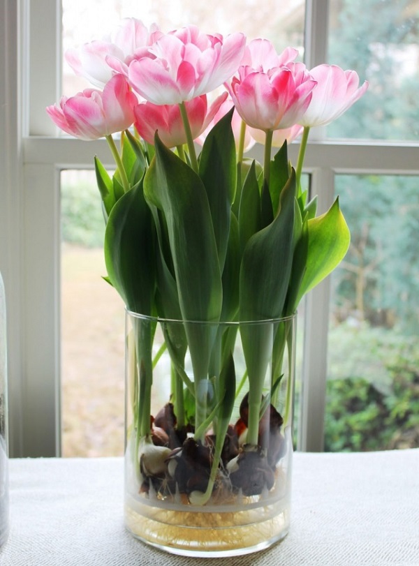 Hoa Tulip là một trong những loại hoa nở vào mùa Xuân rất thích hợp để chưng Tết