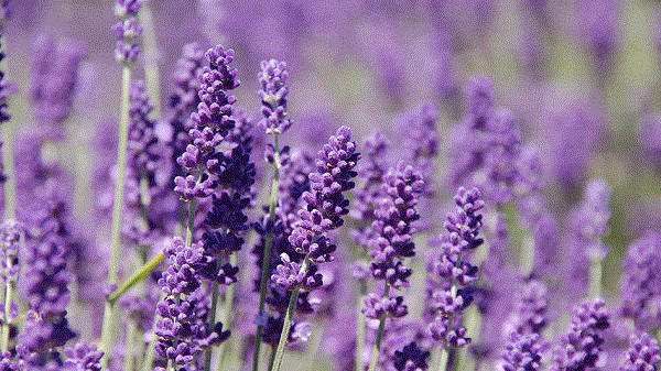  Những lợi ích tuyệt vời của hoa lavender khô trong cuộc sống