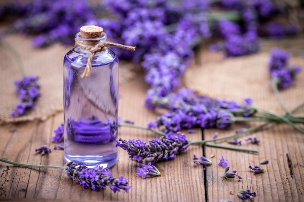 Lavender khô có thể giúp xua đuổi côn trùng tránh xa nhờ vào mùi hương dịu nhẹ 