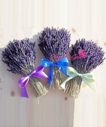  Tinh dầu hoa lavender còn được sử dụng làm thuốc an thần, giúp chữa lành vết thương, sát khuẩn
