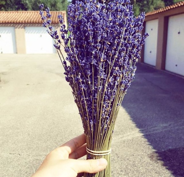 Mùi hương của hoa lavender giúp tinh thần thoải hơn sau những giờ học tập, làm việc vất vả