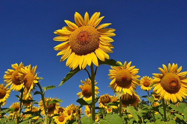 Hoa hướng dương còn nổi tiếng với các tên đáng yêu khác là: “Hoa mặt trời”