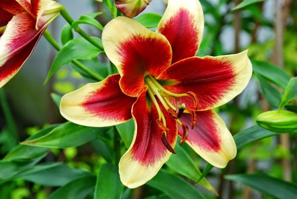 Hoa lily là một loài hoa đẹp và có rất nhiều màu sắc khác nhau
