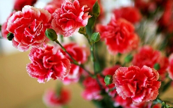 Hoa cẩm chướng đẹp và ý nghĩa được nhiều người yêu thích