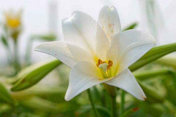 Hoa loa kèn được biết đến là loài hoa đẹp tinh tế và đặc trưng của tháng tư
