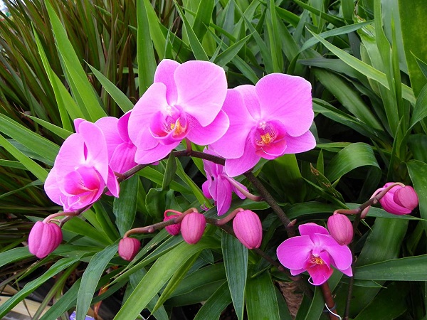 Hoa lan chính là loài hoa mang đến vẻ đẹp cao sang và quý phái