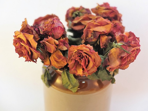 Hoa hồng cũng được sử dụng để làm hoa khô