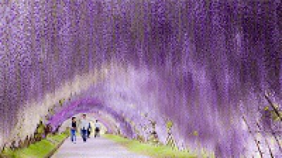 Lễ hội Fuji Matsuri Hà Nội lung linh với đường hoa Tử Đằng