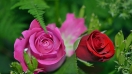2 loài hoa sinh nhật đẹp và sang trọng dành tặng người thân yêu