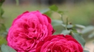 6 loài hoa ý nghĩa nhất không thể bỏ qua dịp Valentine 2020
