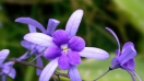 Ảnh đẹp các loài hoa màu tím ( HD)