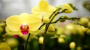 Bạn có biết điều đặc biệt gì ẩn sau loài hoa lan hồ điệp vàng rực rỡ chưa?