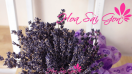 Bật mí lý do vì sao hoa lavender được phái nữ yêu thích