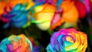 Bí quyết lựa chọn màu sắc để tặng hoa