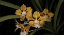Bộ sưu tập phong lan Vanda
