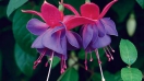 Các loài hoa trồng giỏ treo tuyệt đẹp (P1)