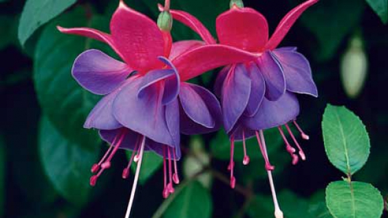 Các loài hoa trồng giỏ treo tuyệt đẹp (P1)
