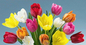 Cách cắm hoa tulip siêu dễ