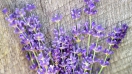 Chọn mua hoa lavender khô ở đâu chất lượng, giá tốt?