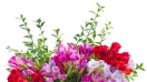 Chống dị ứng phấn hoa mùa xuân với 6 bí quyết đơn giản