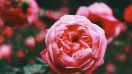 Có nên dùng bó hoa hồng đẹp tặng sinh nhật bạn thân hay không?