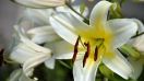 Cùng hoasaigon.com.vn khám phá ý nghĩa bí ẩn của hoa Lily