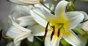 Cùng hoasaigon.com.vn khám phá ý nghĩa bí ẩn của hoa Lily