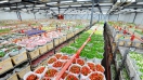 Cùng tham quan chợ hoa lớn nhất thế giới tại Hà Lan