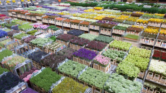 Điểm danh 10 chợ hoa nổi tiếng bậc nhất thế giới