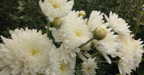 Điều ít ai biết về hoa cúc trắng xuất hiện trong vòng hoa tang