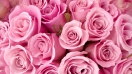 Giới thiệu các loài hoa màu hồng