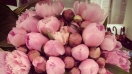 Hình ảnh hoa đẹp tặng sinh nhật màu hồng đáng yêu nhất