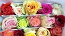 Hoa hồng đẹp tặng sinh nhật tháng 6