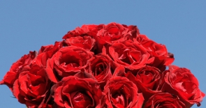 Hoa hồng ngày 20/11 tặng thầy cô giáo
