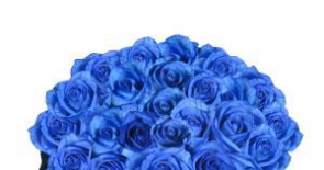 Hoa hồng xanh dương cho tình yêu bất diệt