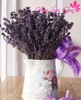 Hoa Lavender LD13