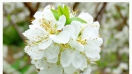 Hoa mận nở trắng cả thảo nguyên Mộc Châu