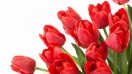 Hoa Tulip quà tặng ý nghĩa tặng nàng ngày Valentine
