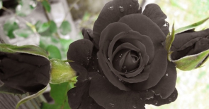 Hoa viếng đám tang gồm những hình thức phổ biến nào?