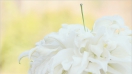 Hướng dẫn bó hoa lyly trắng tinh