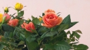 Hướng dẫn cách trồng hoa hồng trong chậu