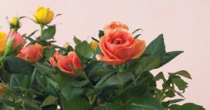 Hướng dẫn cách trồng hoa hồng trong chậu