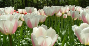 Kỹ thuật trồng hoa Tulip
