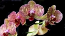 Lan hồ điệp - Vẻ đẹp tinh tế & cách chăm sóc loài hoa này