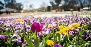 Lễ hội hoa Floriade rực rỡ tại Úc