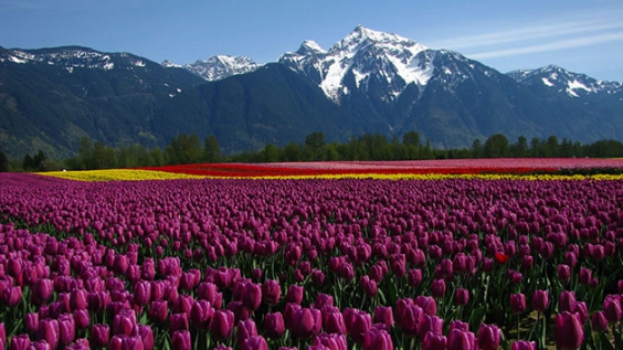 Lễ hội hoa tulip lớn nhất thế giới tại Canada