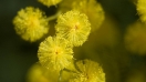 Lên Đà Lạt lắng nghe truyền thuyết hoa Trinh nữ vàng - Mimosa