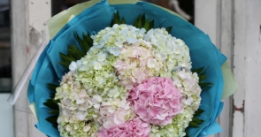 Lý giải những sức hút của bó hoa cẩm tú cầu tặng sinh nhật