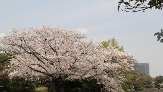 Mùa hoa anh đảo ở Nhật Bản nở rộ